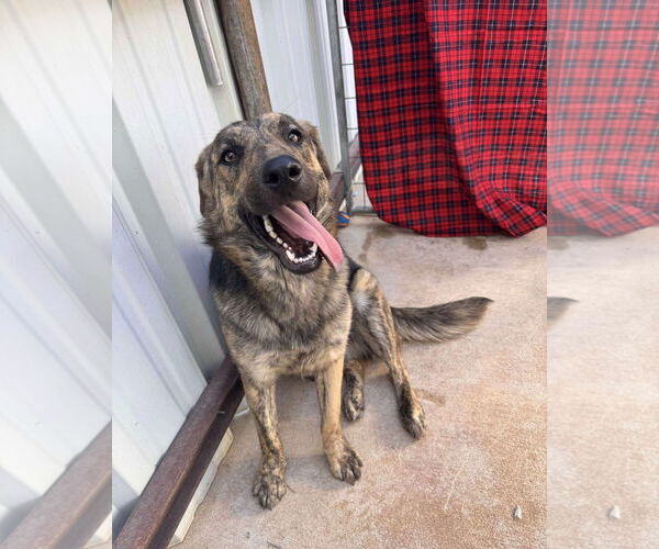 Medium Photo #1 Plott Hound-Unknown Mix Puppy For Sale in Grafton, WI, USA