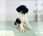Small #2 Bernedoodle (Miniature)