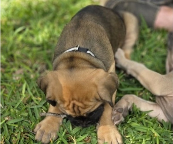 Medium Photo #5 Cane Corso Puppy For Sale in BANGS, TX, USA