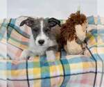 Small #2 Mutt