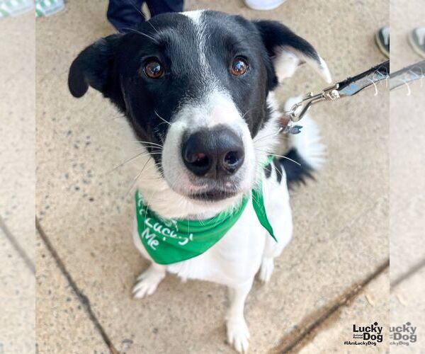 Medium Photo #3 Border Collie-Unknown Mix Puppy For Sale in Washington, DC, USA