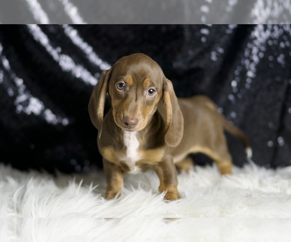 Medium Photo #80 Dachshund Puppy For Sale in WARSAW, IN, USA