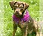 Small #4 American Pit Bull Terrier-Poodle (Standard) Mix