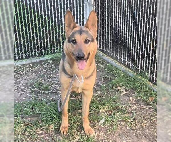 Medium Photo #1 German Shepherd Dog Puppy For Sale in Camarillo, CA, USA