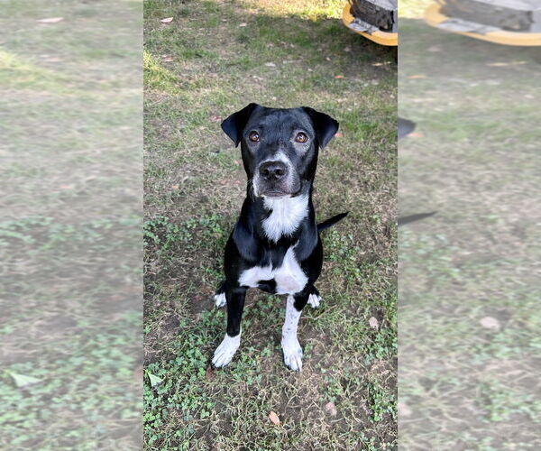 Medium Photo #2 Labrador Retriever-Unknown Mix Puppy For Sale in Boston, MA, USA