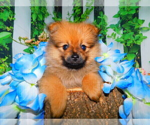 Pomeranian Puppy for sale in HAMMOND, IN, USA