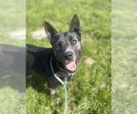Small #3 Border Collie Mix