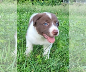 Medium Border Collie