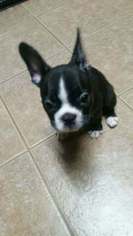 Faux Frenchbo Bulldog Puppy for sale in DEL VALLE, TX, USA