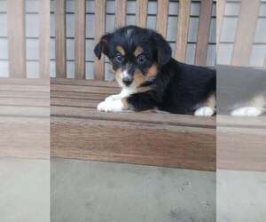 Pembroke Welsh Corgi-Poodle (Miniature) Mix Puppy for sale in LEBANON, MO, USA
