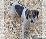 Small #1 Beagle-Coonhound Mix