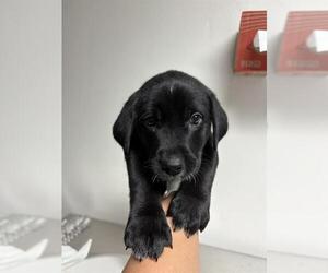 Labrador Retriever Dogs for adoption in Bakersfield, CA, USA
