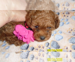 Poodle (Toy) Puppy for sale in DULUTH, GA, USA