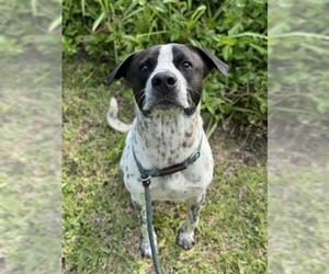 Pointer Dogs for adoption in Fort Lauderdale, FL, USA