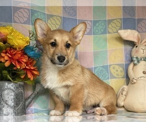 Pembroke Welsh Corgi Puppy for sale in LANCASTER, PA, USA