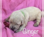 Small Photo #1 English Cream Golden Retriever Puppy For Sale in DEARBORN, MO, USA