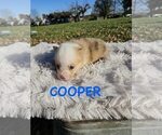 Puppy Cooper American Corgi