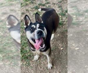 Siberian Husky-Unknown Mix Dogs for adoption in Riverside, CA, USA