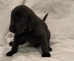 Puppy Charcoal Lab Labrador Retriever
