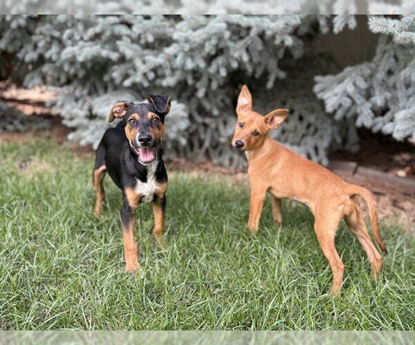 Medium Photo #6 Mutt Puppy For Sale in Sandy, UT, USA