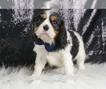 Small #3 Cavalier King Charles Spaniel