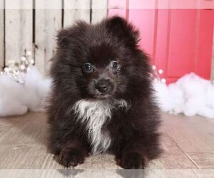 Pomeranian Puppy for sale in MOUNT VERNON, OH, USA