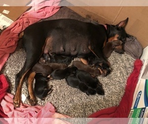 Mother of the Doberman Pinscher puppies born on 04/25/2022
