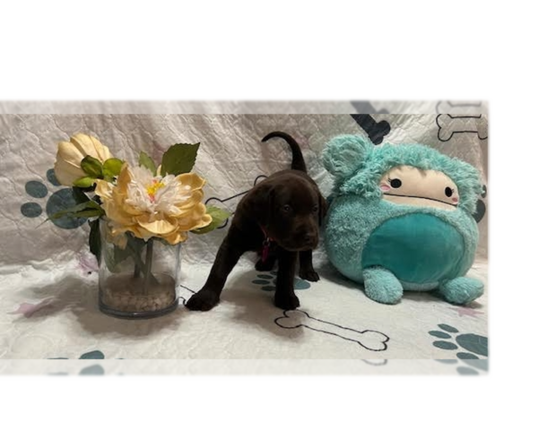 Medium Photo #2 Labrador Retriever Puppy For Sale in WEBSTER, FL, USA