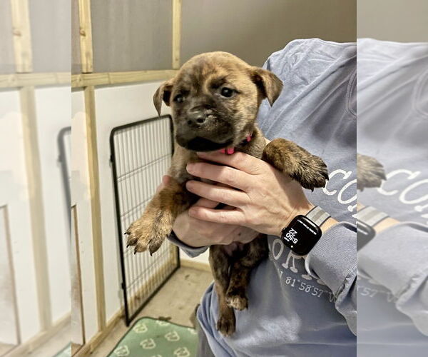 Medium Photo #1 American Staffordshire Terrier-Staffordshire Bull Terrier Mix Puppy For Sale in Brewster, NY, USA