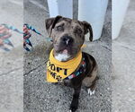 Small American Pit Bull Terrier Mix