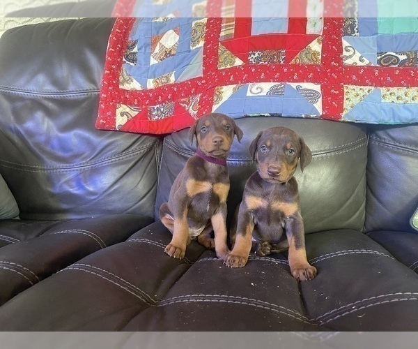 Medium Photo #5 Doberman Pinscher Puppy For Sale in LAFAYETTE, IN, USA