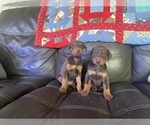 Small Photo #5 Doberman Pinscher Puppy For Sale in LAFAYETTE, IN, USA
