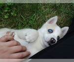 Small Photo #3 Pomsky Puppy For Sale in NORTHBOROUGH, MA, USA