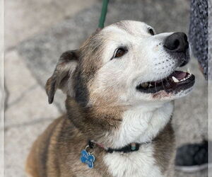 Patch - Male Siberian Husky-Unknown Mix Dog for Adoption - Photo #8