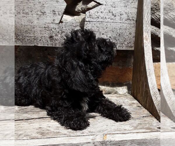 Medium Photo #2 YorkiePoo Puppy For Sale in RISING SUN, MD, USA
