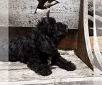 Small #1 YorkiePoo