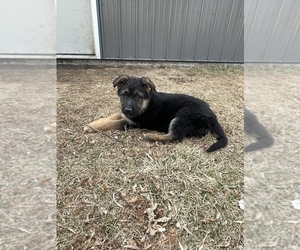 German Shepherd Dog Puppy for Sale in SPICKARD, Missouri USA