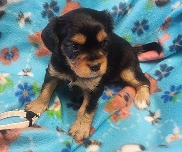 Medium Photo #3 Aussalier Puppy For Sale in ATHOL, ID, USA