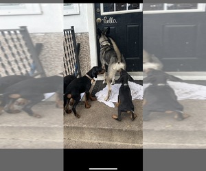 Doberman Pinscher Puppy for sale in SIOUX CITY, IA, USA