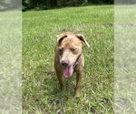 Small #1 Bulldog Mix