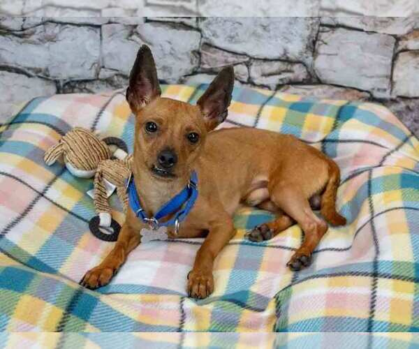 Medium Photo #3 Chihuahua Puppy For Sale in Kennesaw, GA, USA