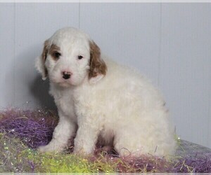 Labradoodle-Poodle (Standard) Mix Puppy for sale in FREDERICKSBURG, OH, USA