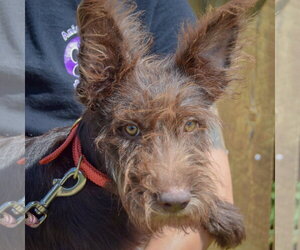 Mutt Dogs for adoption in Huntley, IL, USA