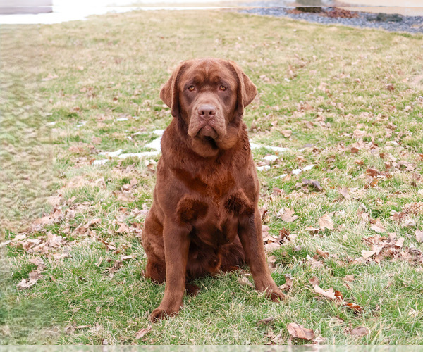 Medium Photo #7 Labrador Retriever Puppy For Sale in SYRACUSE, IN, USA