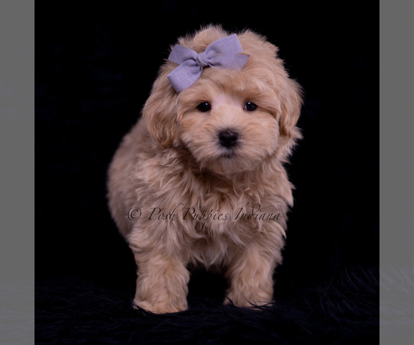 Medium Photo #95 Maltipoo (Miniature) Puppy For Sale in WARSAW, IN, USA