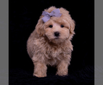 Small Photo #95 Maltipoo (Miniature) Puppy For Sale in WARSAW, IN, USA