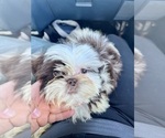 Small Shih Tzu