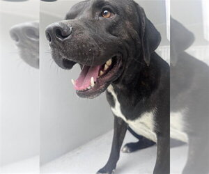 Mutt Dogs for adoption in Houston, TX, USA