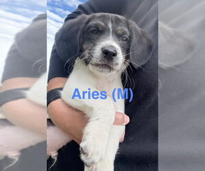 Border Collie-Unknown Mix Dogs for adoption in Tabernash, CO, USA