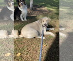 Small Photo #2 Golden Pyrenees Puppy For Sale in San Diego, CA, USA